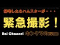 ハムスターが中途半端な姿勢で停止状態に緊急撮影【ハムスター注意点】ハムスター注意（ハムスタートイレの砂）ハムスタートイレの砂交換"ハムスター知識"ハムスターバック