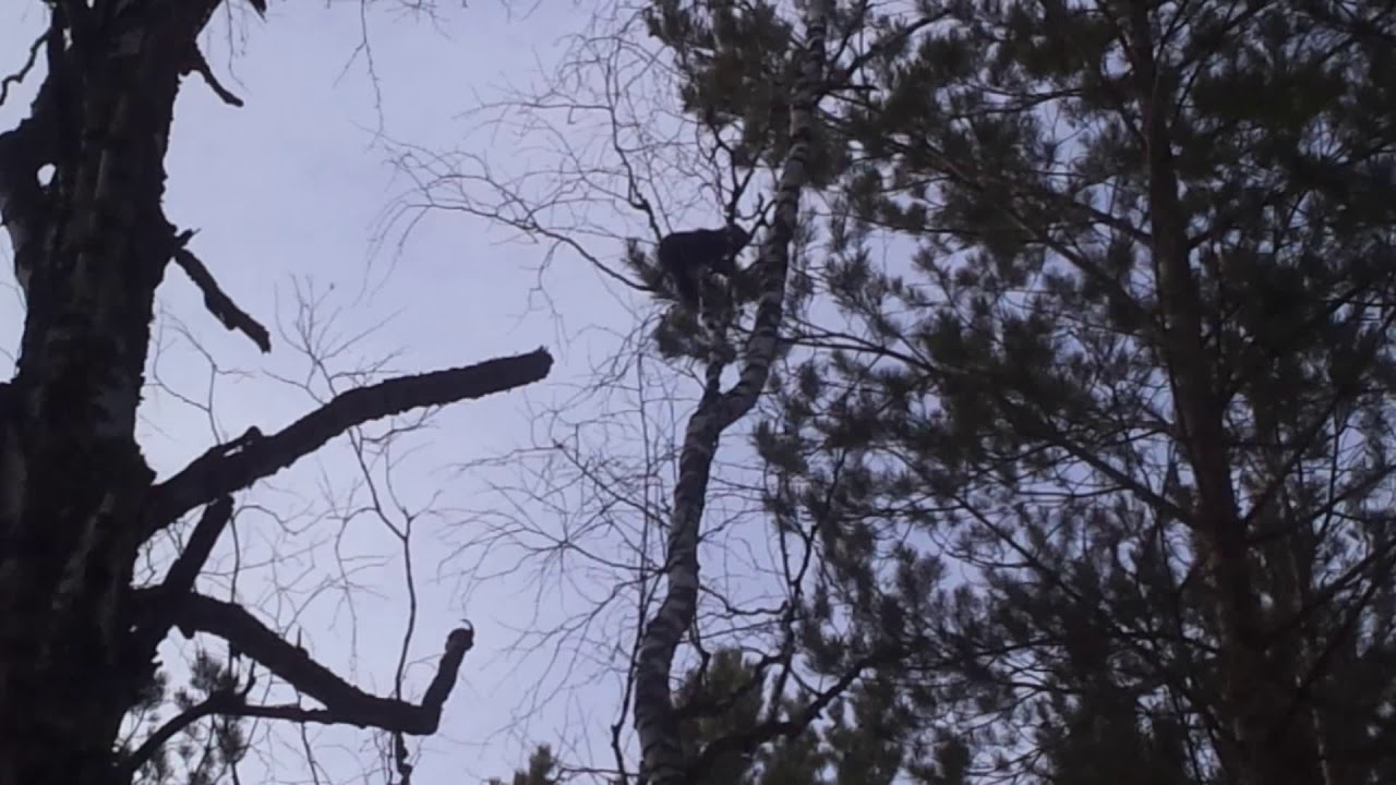 Охота с лайками.Нашли соболя по чернотропу.