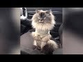 DOGS &amp; CATS never fail at MAKING US DIE LAUGHING // Funny ANIMAL VIDEOS