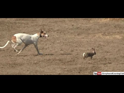 greyhound chasing rabbit in coursing race in Pakistan 2019 | dog race