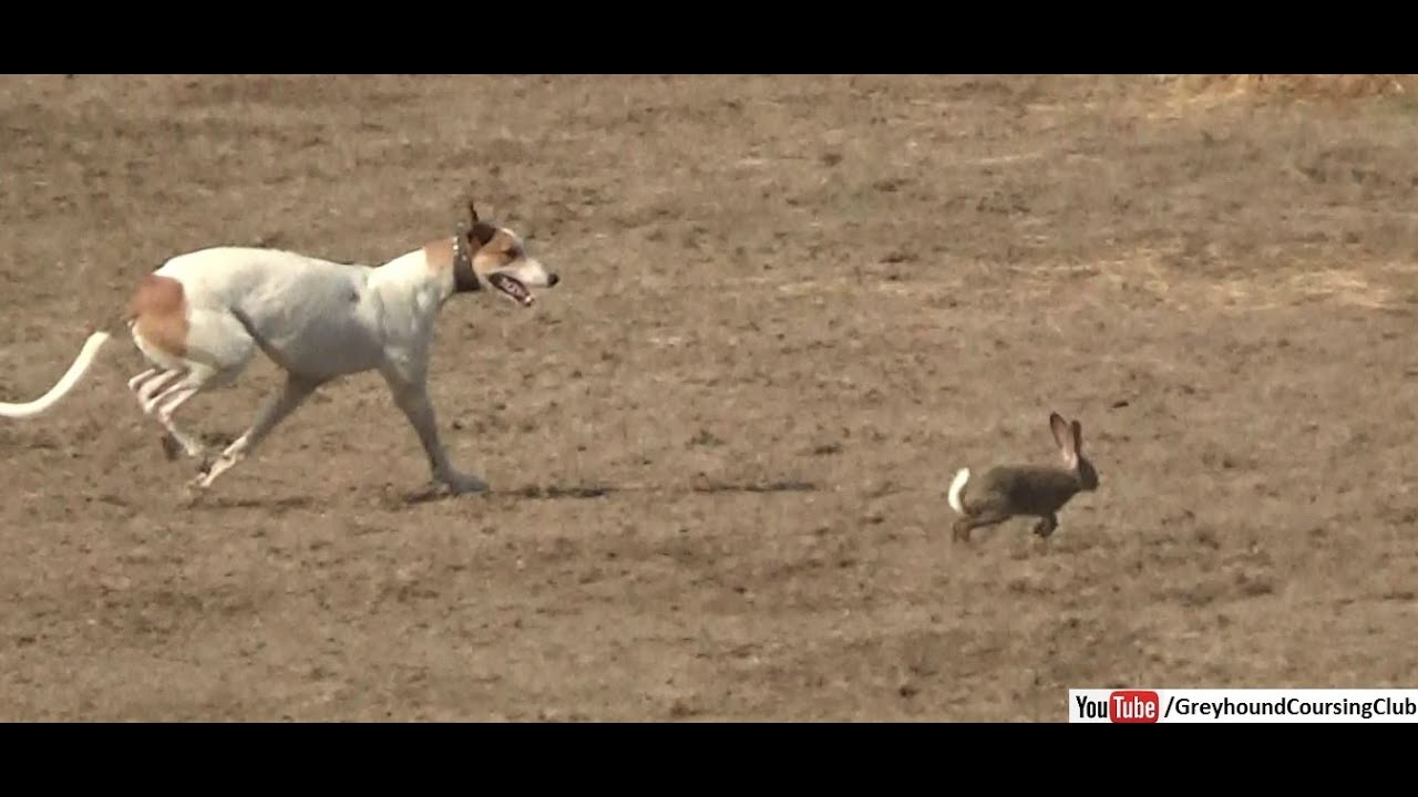 whippet rabbit hunting