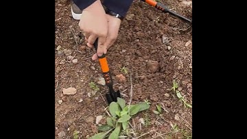 Bộ 4 món dụng cụ làm vườn #shorts #caoco #lamvuon #trongrau #cuoccaoco