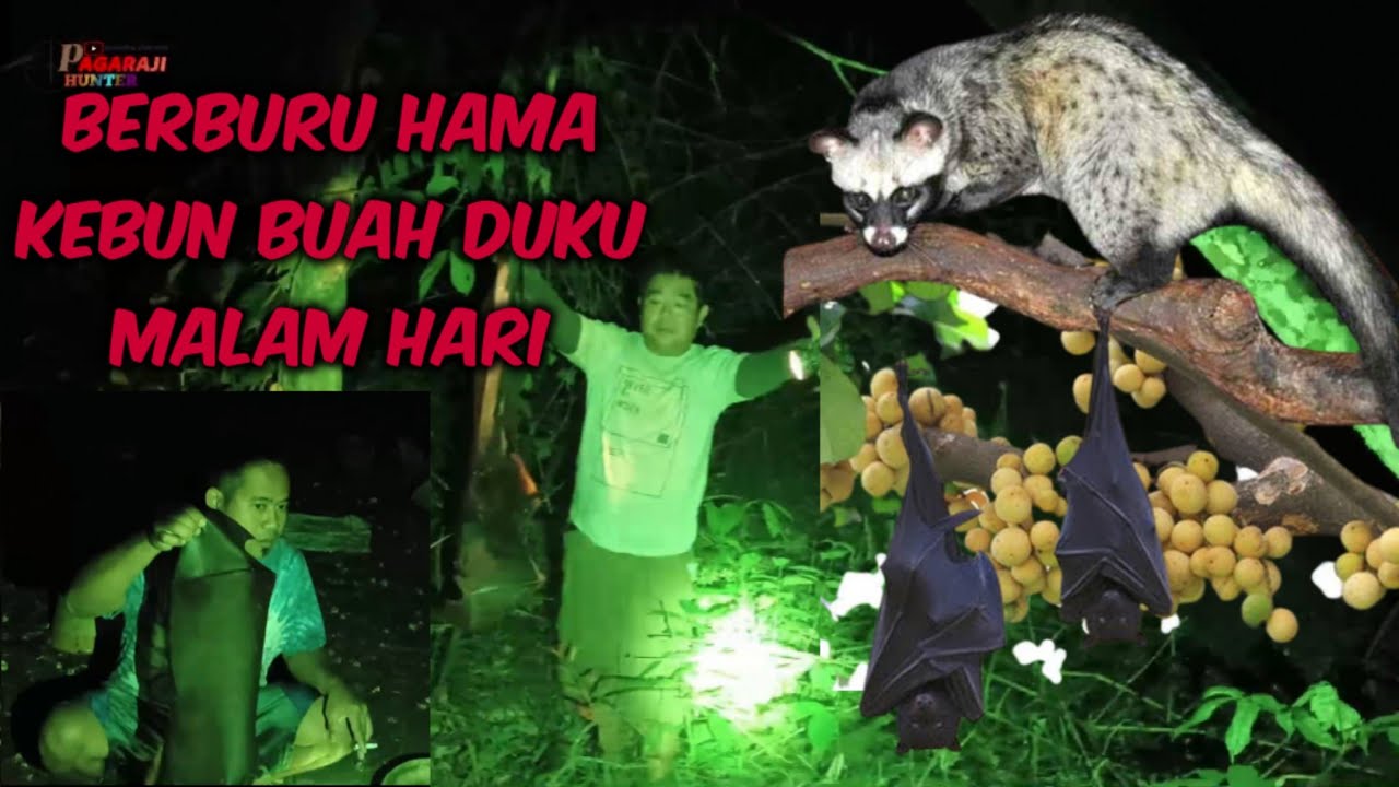 PART 29‼️TAK SATUPUN MELESET || BERBURU MUSANG DAN KALONG