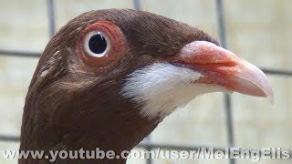 Culbutant Allemand à bec long rouge barbu - German Long Faced Tumbler Pigeon - Woincourt 01-2019
