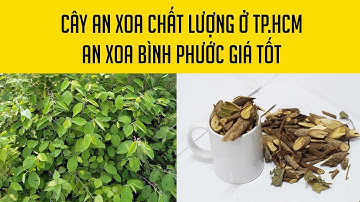 CÂY AN XOA CHẤT LƯỢNG Ở TPHCM AN XOA BÌNH PHƯỚC GIÁ TỐT