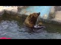 Водоплавающий медведь Мансур