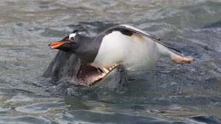 Leopard Seal hunting Gentoo Penguins