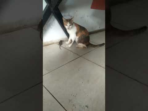 Tikus teman nya kucing Tikus teman nya kucing