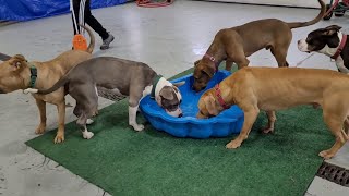 Unleashed Playgroup At CCAS ~ Feb. 11, 2022 by Friends of the Cuyahoga County Animal Shelter 411 views 2 years ago 8 minutes, 16 seconds