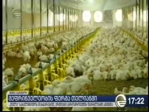 \"ერთიანი აგროპროექტის\" ფარგლებში შიდა ქართლის რეგიონში ახალი მეფრინველეობის ფერმა ამოქმედდა