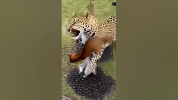 Video 11611431: leopard cat, abyssinian cat, cat lion tiger, cat cute lion, tiger funnycat, cat riding