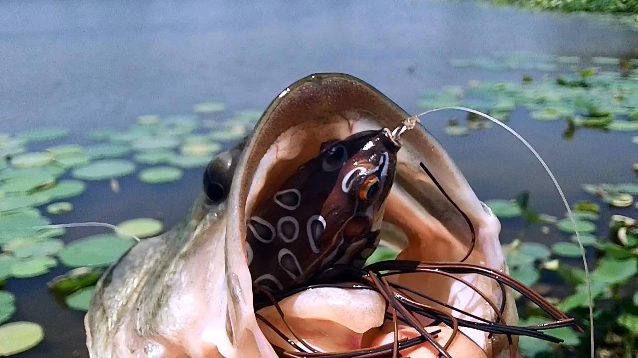 Targeting Bass with Top-Water Frogs