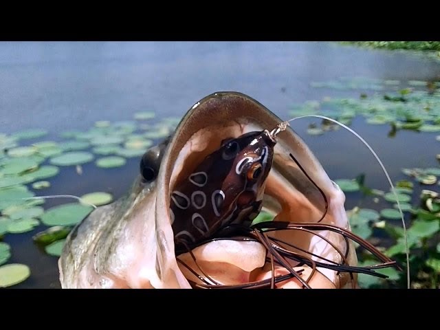 Topwater Strikes - KOPPERS Live Target Frog (Hat Cam Bass) 