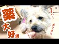 うちの犬…薬が大好きなんですけど…なんででしょうか？【避妊手術あとの経過】