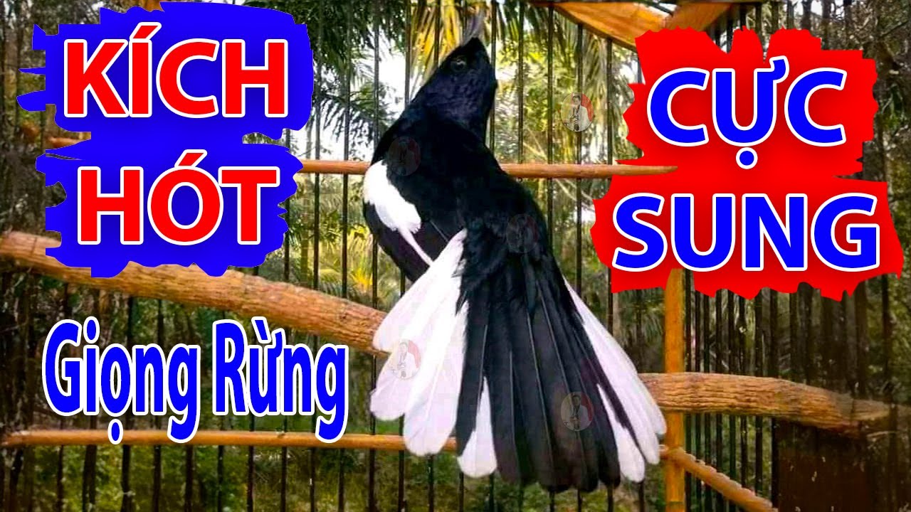 Chòe Than Hót Chuẩn GIỌNG NÚI RỪNG. Luyện Choè than HÓT HAY, Chòe Than Hót Đấu | choe than 