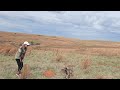 Psycho Retrieving Quail