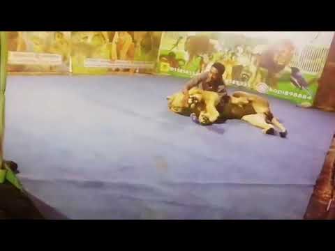 مهرجان رنية