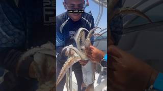 squid ??الله ستر الكابتن عفيفيshorts_video fishing aqaba fishcatching fishlovers