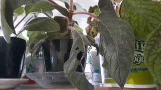 Kohleria Çiçeğimde Bakın Ne Buldum, Kohleria Çiçeği Yapraktan Çoğaltımı. Buda Neeeeey