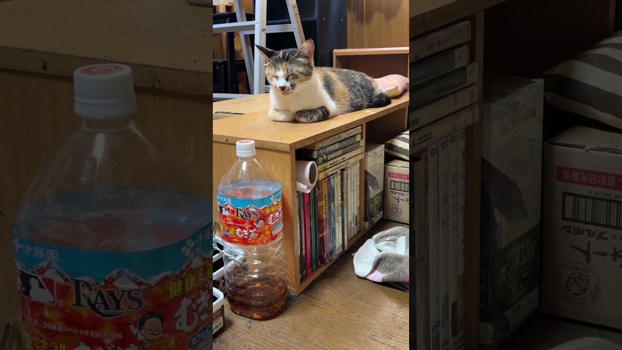 瞑想モードの三毛猫ミックス - YouTube