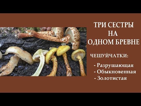 Три сестры на одном стволе! Чешуйчатки: разрушающая, обыкновенная, золотистая