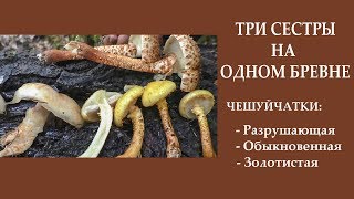 Три сестры на одном стволе! Чешуйчатки: разрушающая, обыкновенная, золотистая