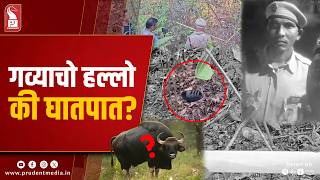 Gaur Attack Or Foul Play? Questions Swirl Over Ponda Man’s Death