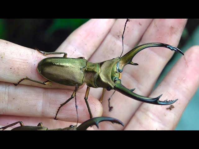 Capturing a wild cyclommatus in the Indonesian forest! - YouTube