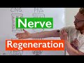 Nerve Regeneration | Spinal Cord vs Peripheral Nerves