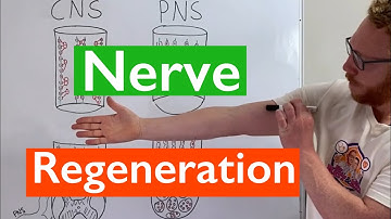 Nerve Regeneration | Spinal Cord vs Peripheral Nerves