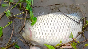 Câu Đàn Cá Chép Khổng Lồ Sông Tự Nhiên