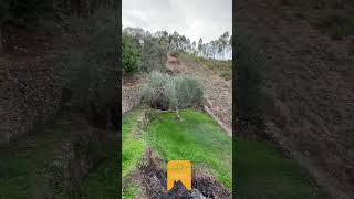 22 500€ Moradia para venda, com o seu interior em madeira original e um quintal com 760m2