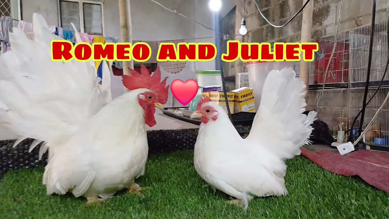 PRESENTING MY PURE THAI BLOOD WHITE CHABO PROJECT COMBINATION OF BANGREE X KRIANGSAK X SAT MILWAN