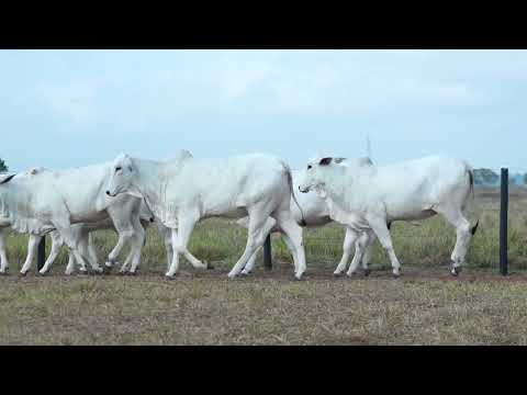 LOTE 89 7 ANIMAIS