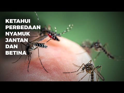 Video: Perbedaan Antara Nyamuk Jantan Dan Betina