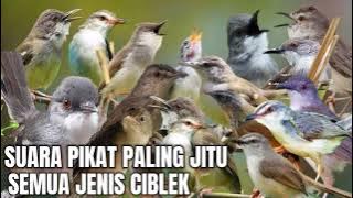 SUARA PIKAT SEMUA JENIS BURUNG CIBLEK