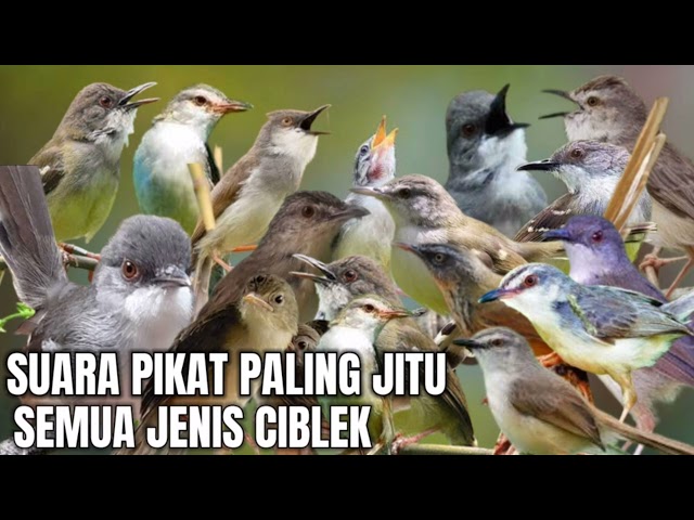 SUARA PIKAT SEMUA JENIS BURUNG CIBLEK class=