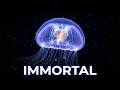 The Immortal Jellyfish Is Real. And It Doesn't Die the Way You Think
