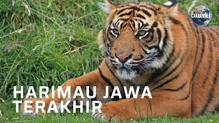 Harimau Jawa Terakhir