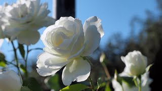 ばら図鑑：アイスバーグ  Iceberg