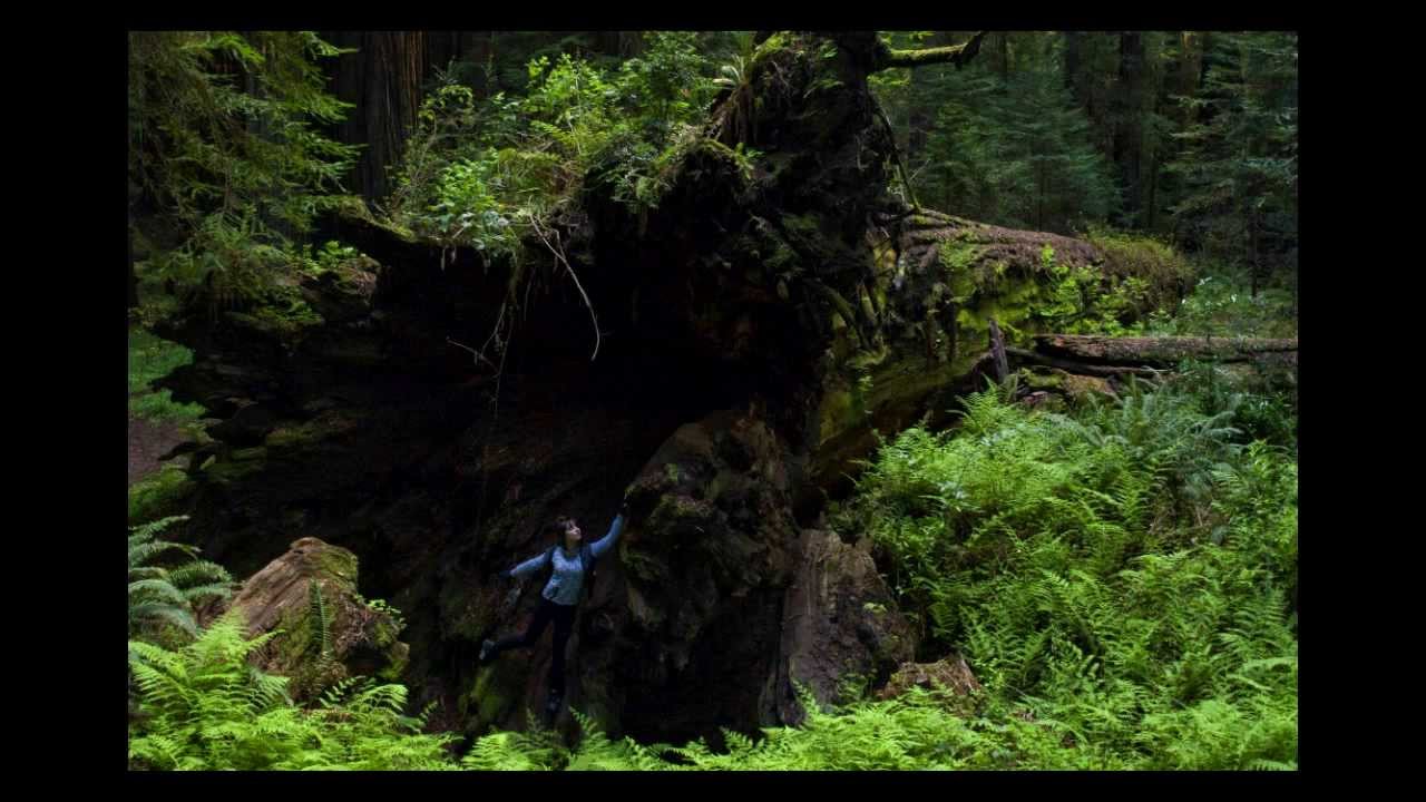 Meerkut - Green Mamba