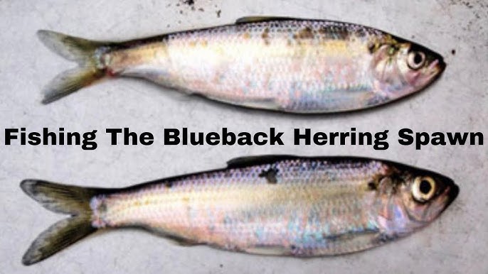 Top 3 Lures to Imitate Blue Back Herring: Tips and Techniques