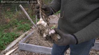 Planting Garlic in Zone 5 with Greg Auton - Maritime Gardening Podcast