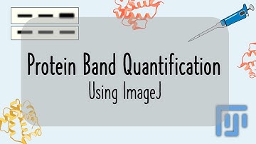 Quantification of Protein Bands using ImageJ (for beginners) | Western Blot Protein Quantification
