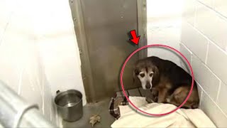 Download Lagu Lihat Apa yang Terjadi Saat Anjing Hilang Mendengar Suara Pemiliknya! MP3 Download Lagu Lihat Apa yang Terjadi Saat Anjing Hilang Mendengar Suara Pemiliknya! MP3