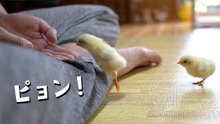 ひよこのかわいい仕草ベスト5