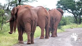 3 Massive Elephants Walking Together | Kruger National Park Safari