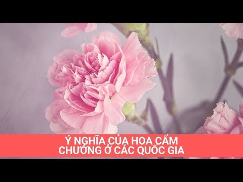 Video: Hoa Cẩm Chướng Có Thể Thay đổi