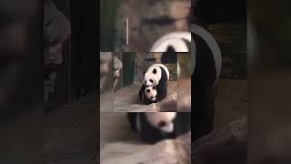 귀여운 팬더！！making funny videos！how lovely are they！panda！！！ funnyvideo  funnymoments funnyshorts