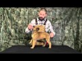 Malinois Puppy Training Lesson One
